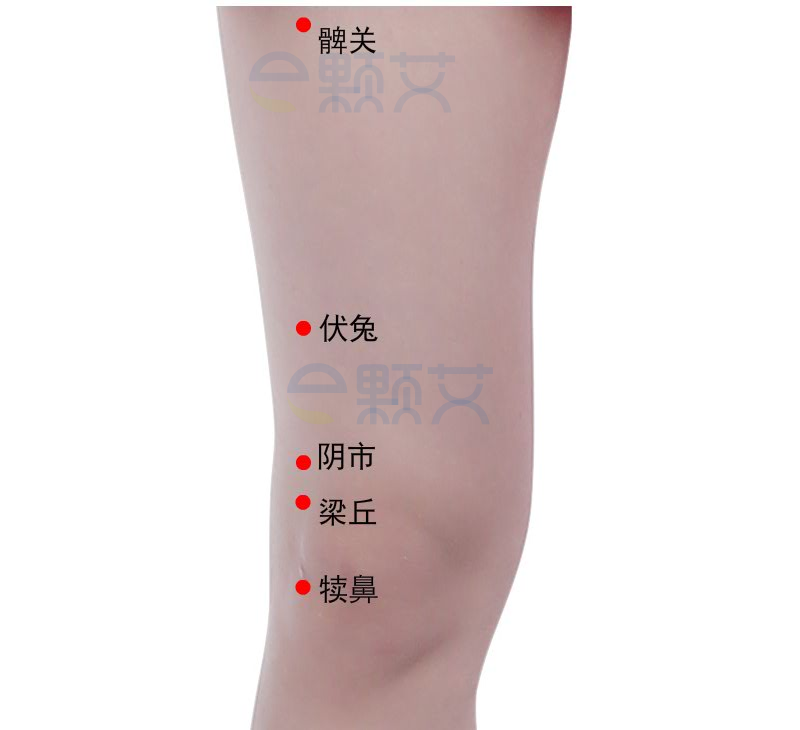 髀关穴位图 艾灸取穴方法 主治病症 应用经验