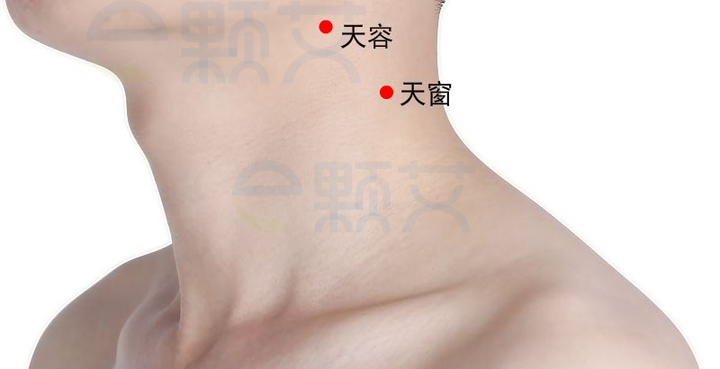 天窗穴位图 艾灸取穴方法 主治病症 应用经验