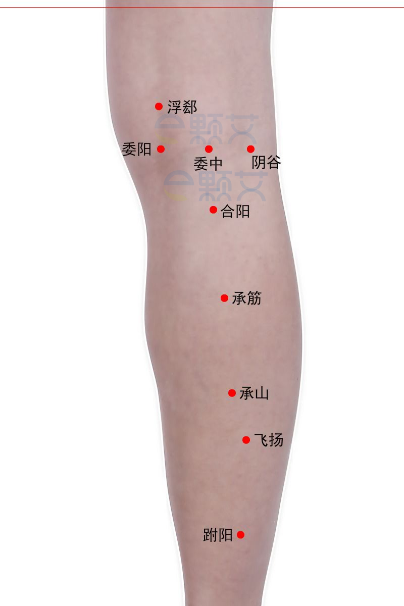 跗阳穴位图 艾灸取穴方法 主治病症 应用经验