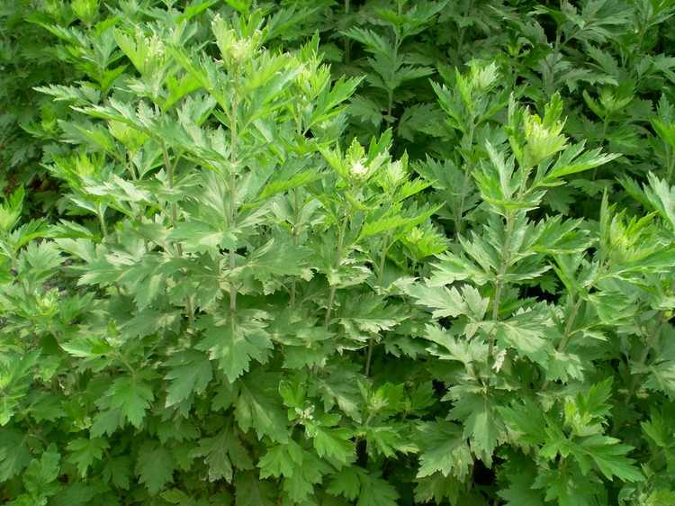 艾草精油的这些独特用法 妙-e颗艾养生