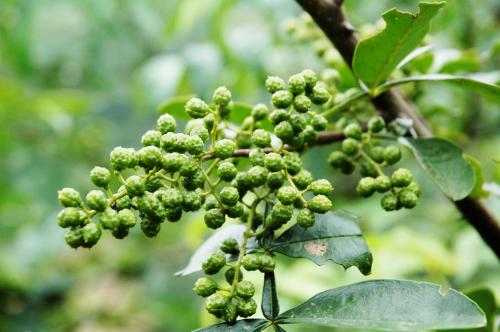 花椒的作用你知道吗